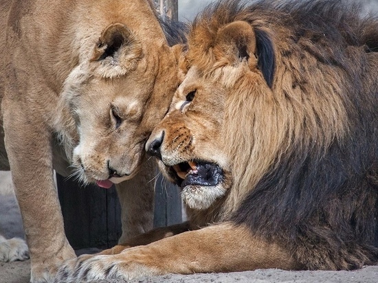 Овдовевшая после смерти льва Сэма львица Найтирия живет одна в Новосибирском зоопарке