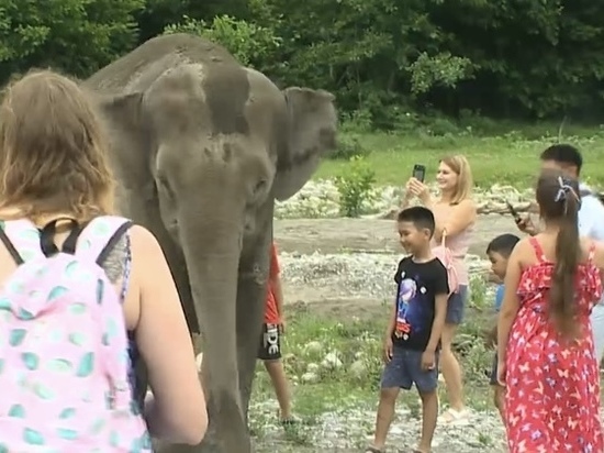 Единственный парк слонов в России планируют создать в Сочи