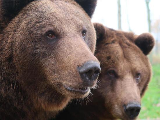 Четыре медведя перебегали трассу под Петрозаводском