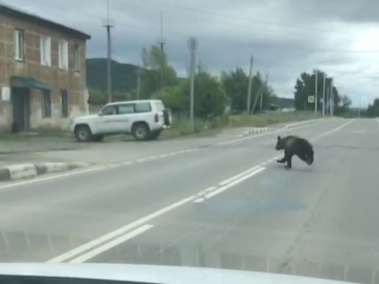 Медведь перебежал дорогу перед автомобилем на Сахалине