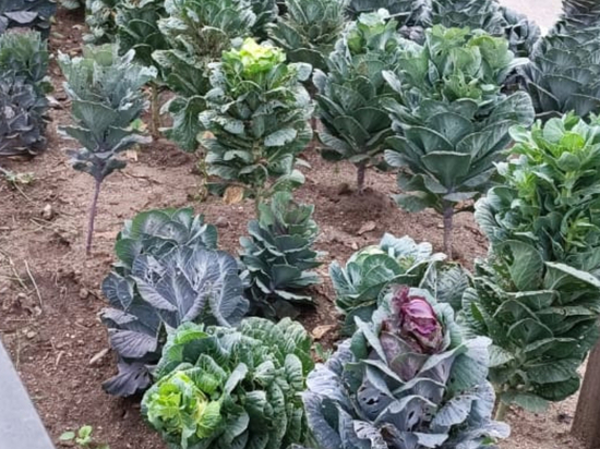 Город Свободный встречает гостей газонами с капустой