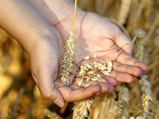 В Мариуполе и Красном Лимане возобновят работу крупные элеваторы