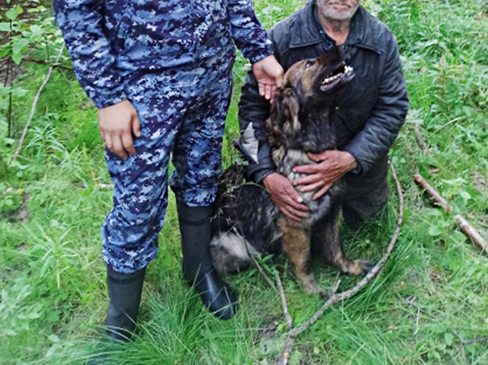 Кинолог с собакой нашел в лесу 83-летнего вологжанина, пропавшего несколько дней назад