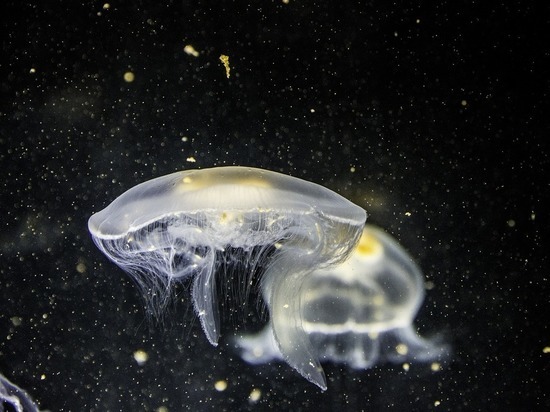 Дайвер заснял расписанную «рисунками» медузу у берегов Новой Ирландии