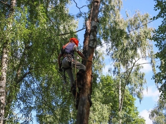 На смоленские кладбища послали арбористов
