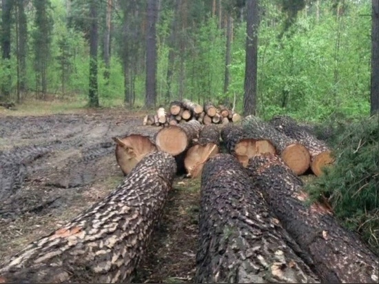 Неизвестные вырубили 59 сосен в одном из лесничеств Забайкалья