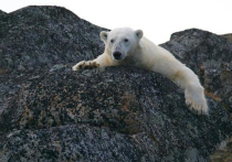 История белой медведицы из Красноярского края, которую чуть не погубила банка сгущенки, выброшенная людьми, закончилась благополучно