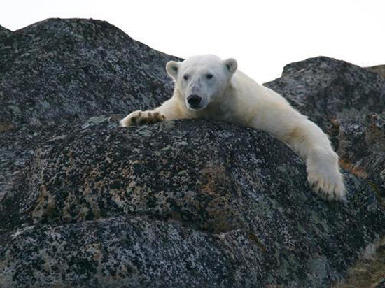 Московские ветеринары  спасли белую медведицу  в Красноярском крае
