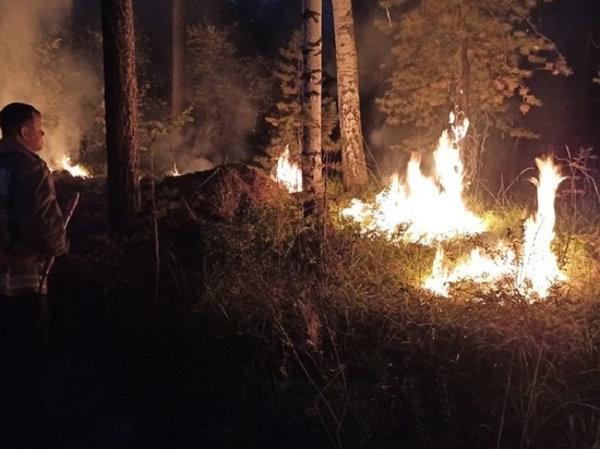 Введен запрет на посещение лесов в Курганской области