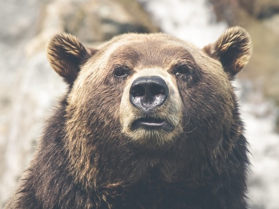В Иркутской области выбежавший на дорогу медведь спровоцировал смертельную аварию