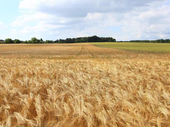 Уборку зерна начали в Псковской области