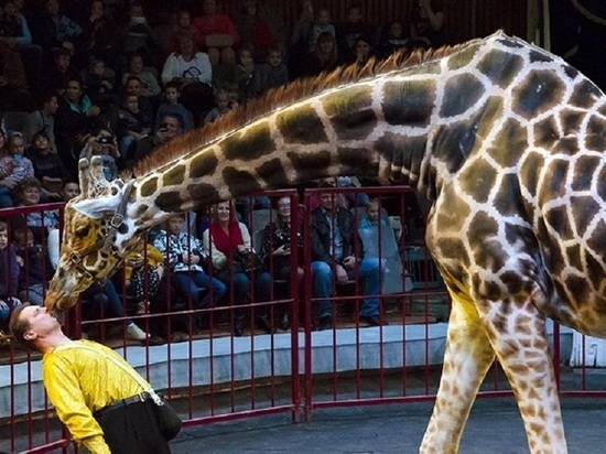 В Волгоградском цирке зрителей ждет встреча с жирафом Багиром и гуанако