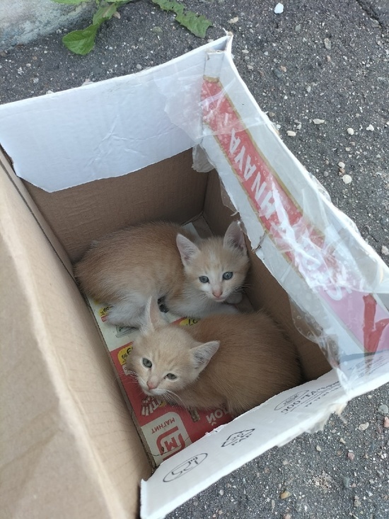 В Тверской области котят положили в коробку и оставили на солнцепеке