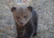 Как стало известно, 2 медведя чуть не спровоцировали ДТП в районе поселка Манский
