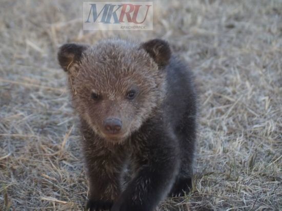 Администрация Дивногорска Красноярского края предупредила жителей о встречах с медведями в окрестностях города