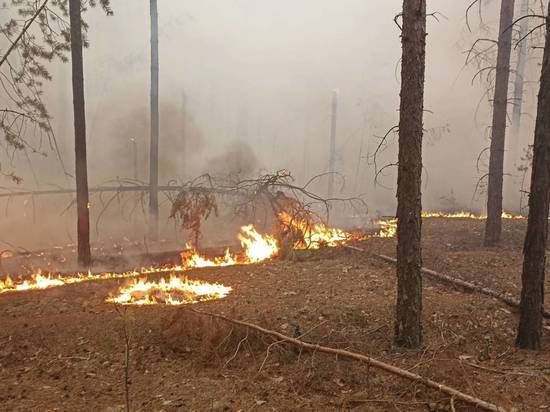 О возгорании в лесах можно сообщить в региональную диспетчерскую службу по телефону  410  641