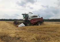 Зерновые – ячмень, пшеницу и овес – начали собирать в Хабаровском крае