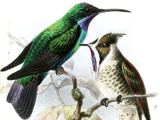  В Колумбии спустя 12 лет нашли колибри-саблекрыла