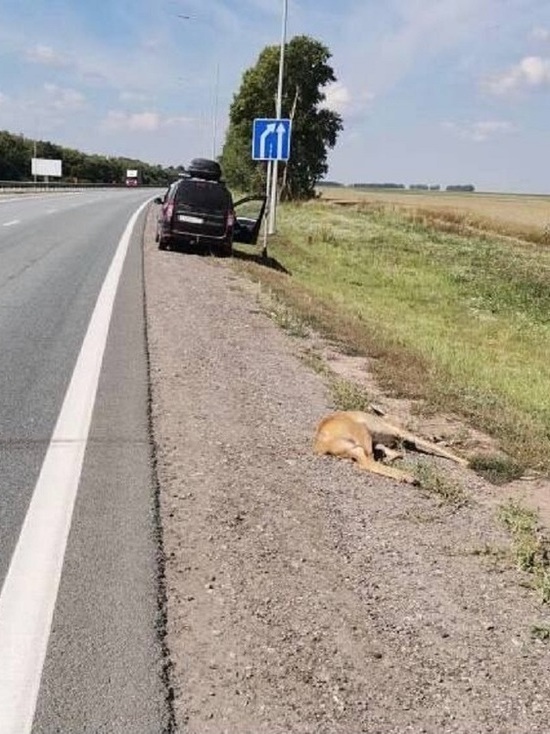 В Козловском районе Чувашии водитель насмерть сбил косулю и скрылся