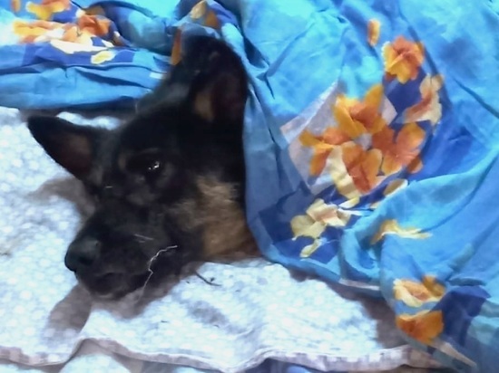 Зооволонтеры забрали расстрелянную собаку из песочницы в селе Домне