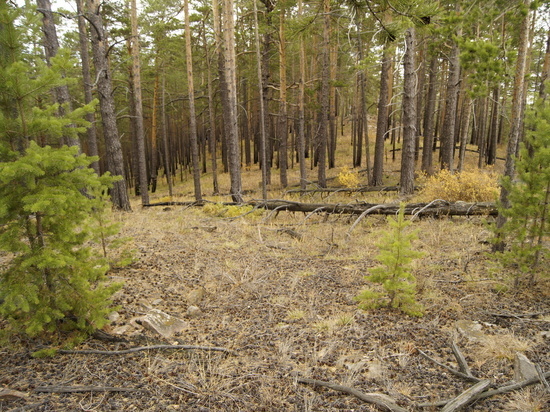 В Бурятии потушены все лесные пожары