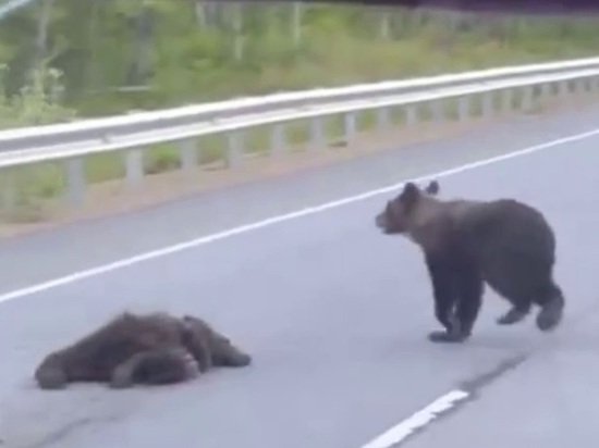 В Бурятии на трассе насмерть сбили медвежонка