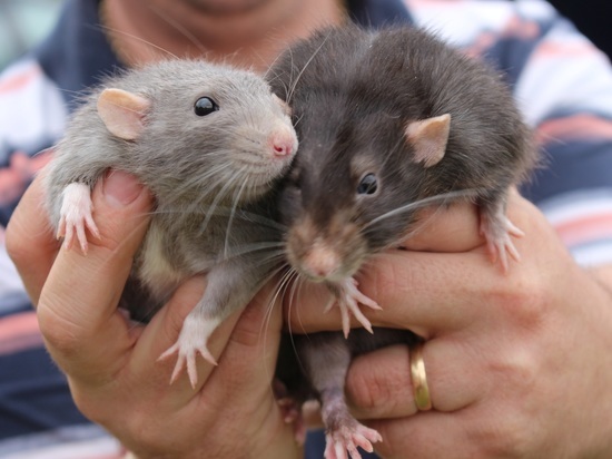 Крысы организовали бесплатный контактный зоопарк в Мурманске и устроили бега