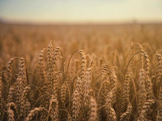 Мы можем недосчитаться 5–10 миллионов тонн зерновых