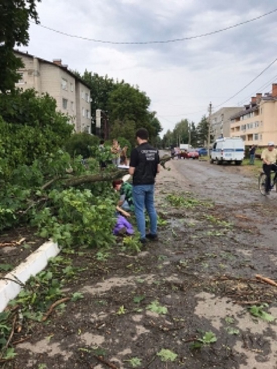 В Ярославской области женщину насмерть придавило упавшим деревом