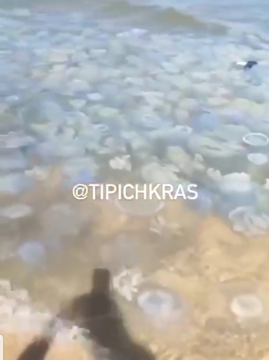 На Азовском побережье Кубани отдыхающие сняли на видео медуз, заполнивших море