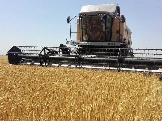 Ставропольский край собрал урожай зерновых на уровне прошлого года