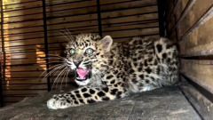 Спасенного от истощения котенка леопарда сняли на видео в Приморье
