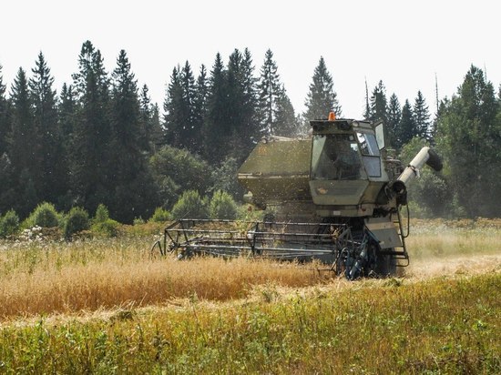 В пяти муниципалитетах Тверской области приступили к уборке пшеницы