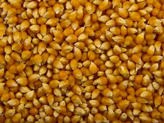 В рамках "продуктовой сделки" из Украины вывезено 300 тыс. тонн зерна