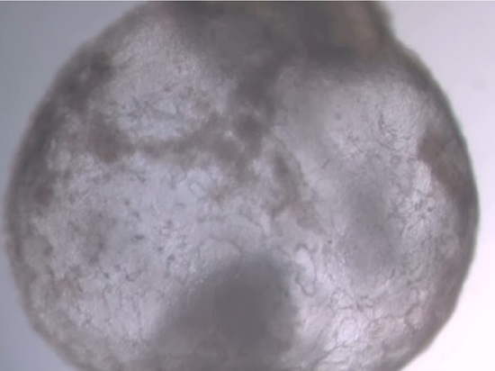 Ученые создали первый в мире «синтетический» эмбрион