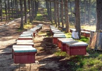 Массовая гибель пчел, начавшаяся еще в начале лета в центральных и южных регионах страны, дошла до Сибири