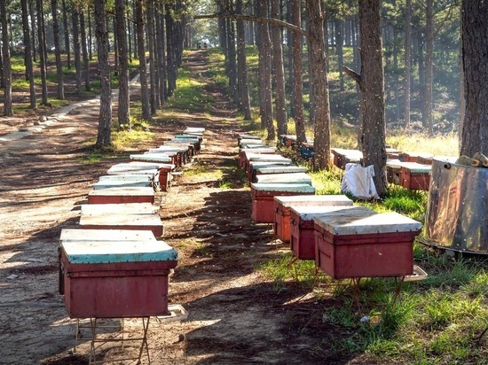 В России – очередной  пчелиный мор