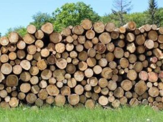 На главу сельсовета в Красноярском крае завели уголовное дело за незаконные вырубки леса
