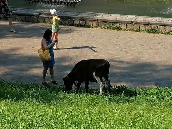 В центре Кирова у фонтана выгуливают быка