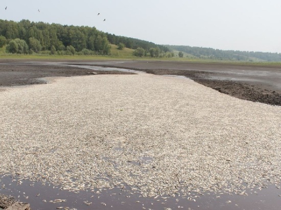 Неизвестные спустили воду из озера в Алтайском крае и погубили рыбу