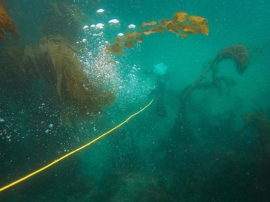 В Приморском океанариуме погибли белухи и дельфины