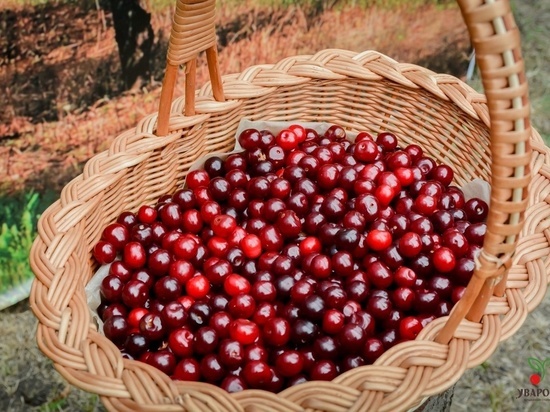 Тамбовчане могут придумать название сортам вишни, которые выводят для Уварова