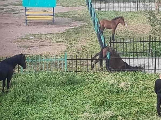 В Бурятии попытаются спасти покалечившегося коня