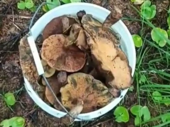 Жители Сахалина нашли большую поляну грибов