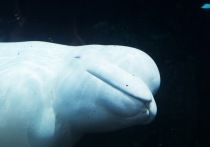 Французские зоологи и ветеринары смоги помочь киту-белухи, которая неделю блуждала  в речных водах Сены, сообщает France Press