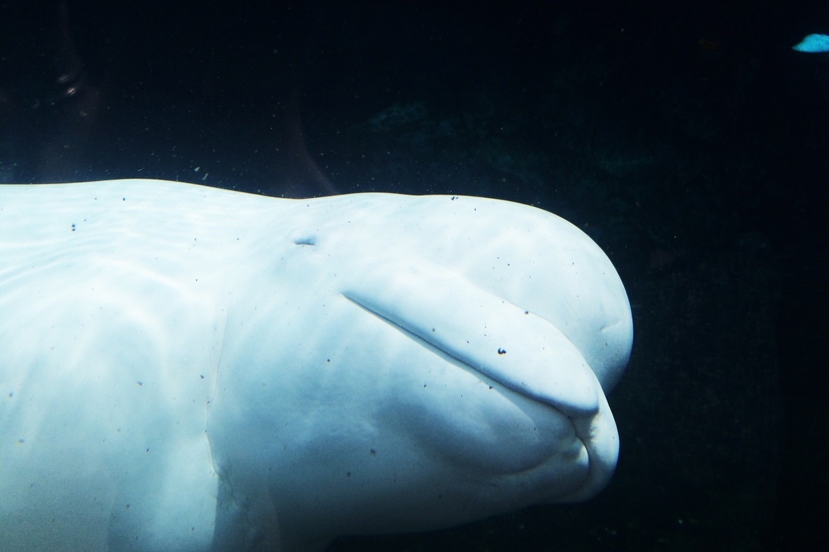 Beluga whale head squishy