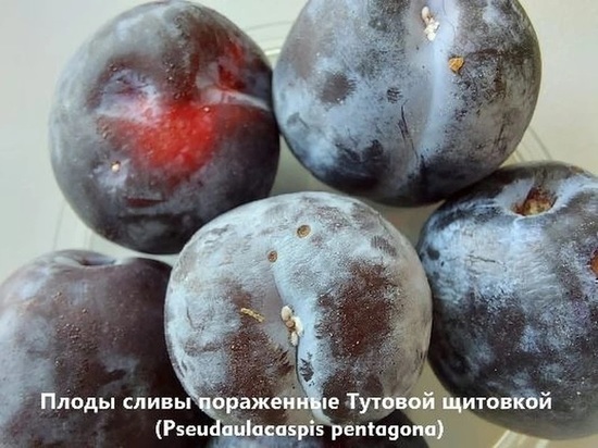Зараженные цветы и сливы обнаружены в Якутии