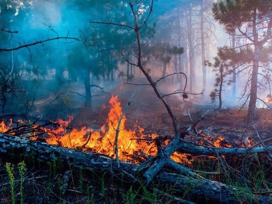 Площадь лесных пожаров в ЯНАО за сутки выросла в 2 раза