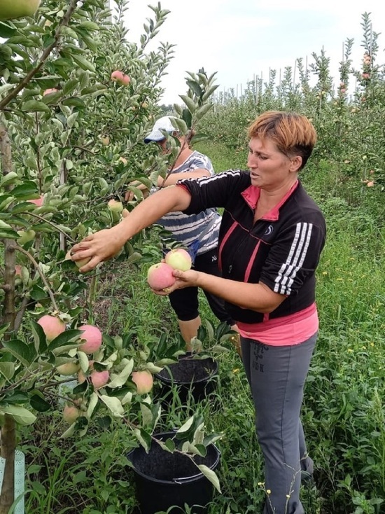 В Новооскольском округе Белгородской области начали собирать урожай яблок