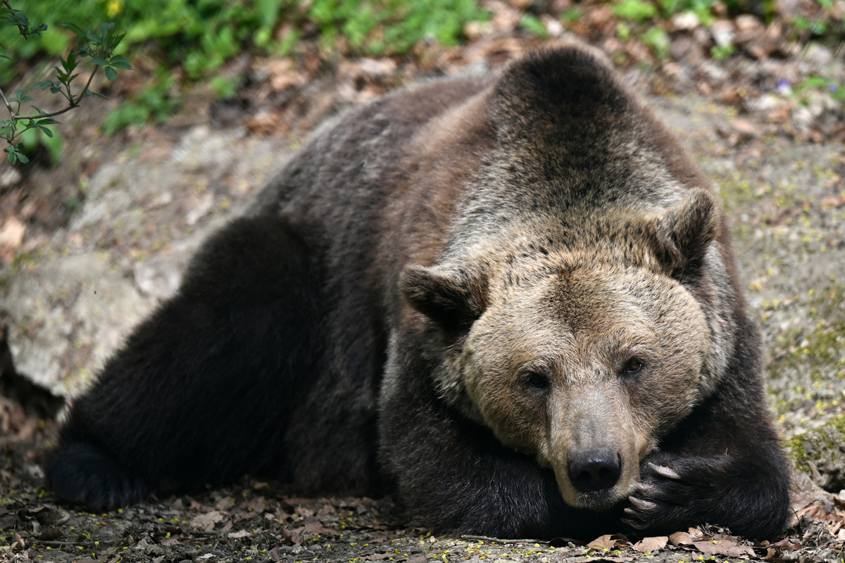 Медведи 10 часов. Медведь. Сахалинский медведь. Бурый медведь Сахалин.